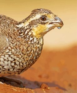 Close up bobwhite quail Diamond Paintings