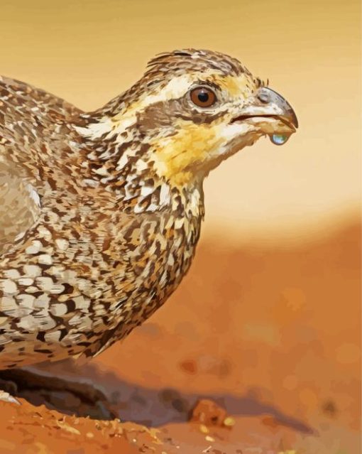 Close up bobwhite quail Diamond Paintings