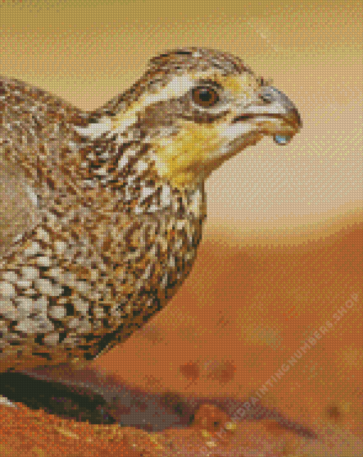 Close up bobwhite quail Diamond Paintings