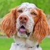 English Setter Face Diamond Paints