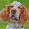 English Setter Face Diamond Paints