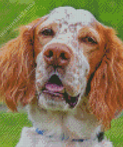 English Setter Face Diamond Paints