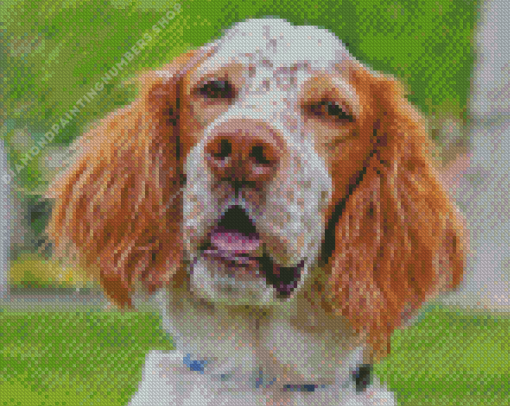 English Setter Face Diamond Paints