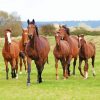 HERD OF HORSES Diamond Paintings