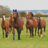 HERD OF HORSES Diamond Paintings