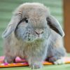 Holland lop rabbit Diamond Paints