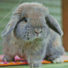 Holland lop rabbit Diamond Paints