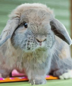 Holland lop rabbit Diamond Paints