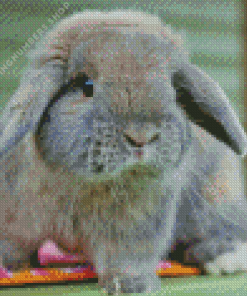 Holland lop rabbit Diamond Paints