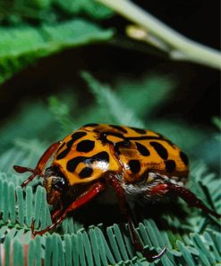 Punctate Flower Chafer Scarab Diamond By Numbers