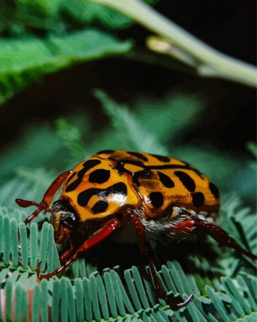 Punctate Flower Chafer Scarab Diamond By Numbers