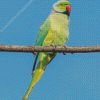 Red neck parrot Diamond Paintings