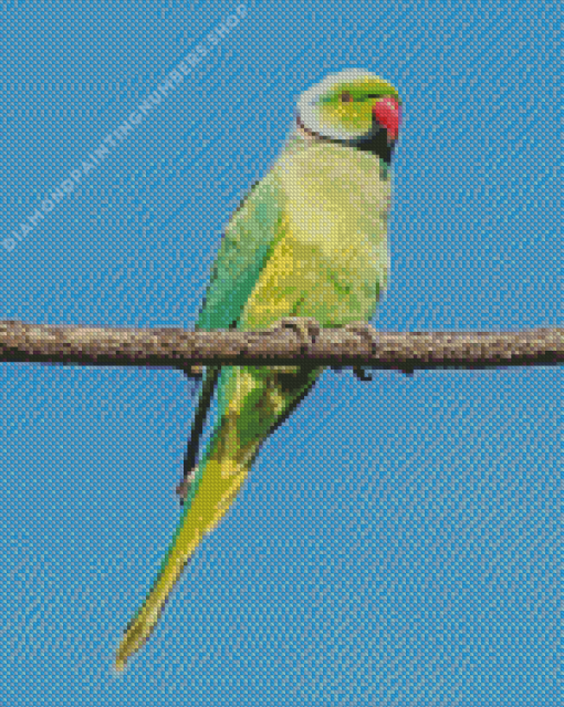 Red neck parrot Diamond Paintings