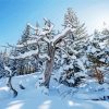 Snowy Betty Ford Alpine Gardens Diamond Paintings