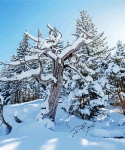 Snowy Betty Ford Alpine Gardens Diamond Paintings