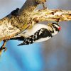 The downy woodpecker Diamond Paintings