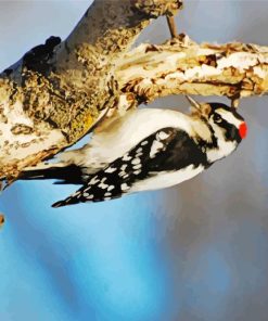 The downy woodpecker Diamond Paintings