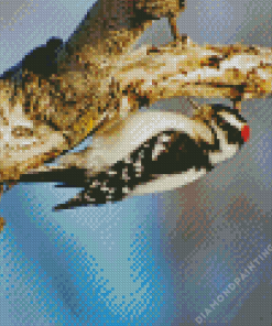 The downy woodpecker Diamond Paintings