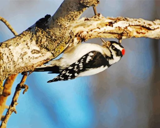 The downy woodpecker Diamond Paintings