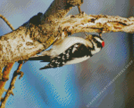 The downy woodpecker Diamond Paintings