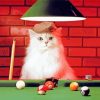 White Cat Snooker Player Diamond Paintings