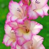 White and Purple Gladiolus Flowers Diamond Paints