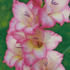 White and Purple Gladiolus Flowers Diamond Paints