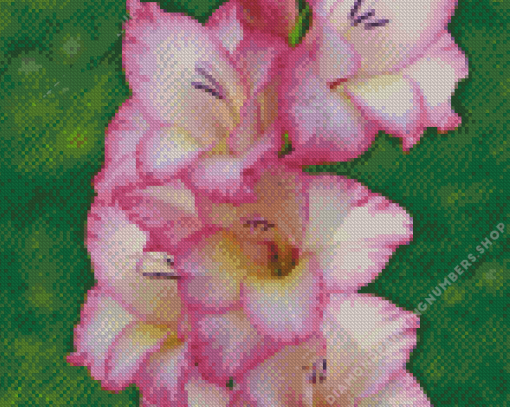 White and Purple Gladiolus Flowers Diamond Paints