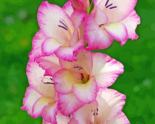 White and Purple Gladiolus Flowers Diamond Paints