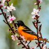 baltimore oriole and blossoms Diamond By Numbers