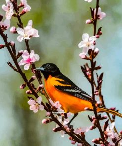 baltimore oriole and blossoms Diamond By Numbers