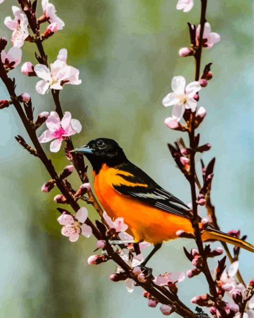 baltimore oriole and blossoms Diamond By Numbers