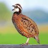 bobwhite quail Singing Diamond Paintings