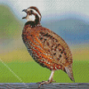 bobwhite quail Singing Diamond Paintings