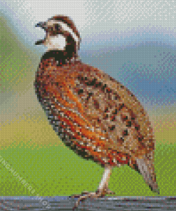 bobwhite quail Singing Diamond Paintings