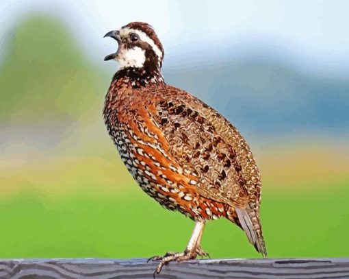 bobwhite quail Singing Diamond Paintings