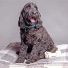 Black goldendoodle dog Diamond Paintings