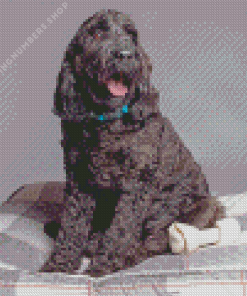 Black goldendoodle dog Diamond Paintings