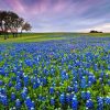 Bluebonnet field Diamond Paintings