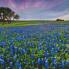 Bluebonnet field Diamond Paintings