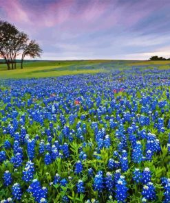 Bluebonnet field Diamond Paintings