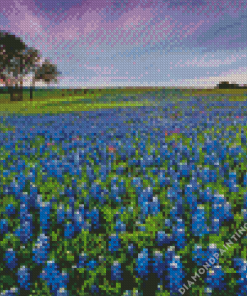 Bluebonnet field Diamond Paintings