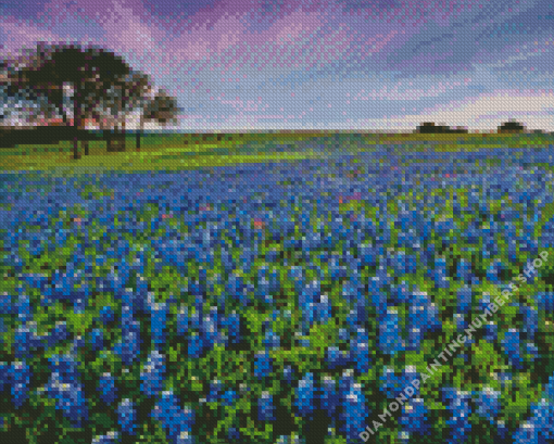 Bluebonnet field Diamond Paintings