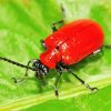 Red beetle Diamond By Numbers