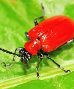 Red beetle Diamond By Numbers