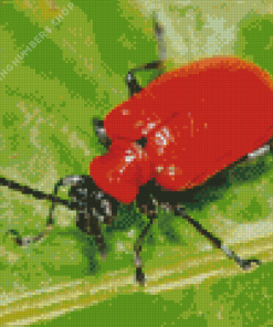 Red beetle Diamond By Numbers