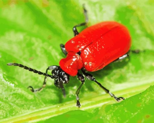 Red beetle Diamond By Numbers