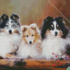 Shetland Sheepdogs Diamond Paintings