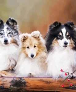 Shetland Sheepdogs Diamond Paintings