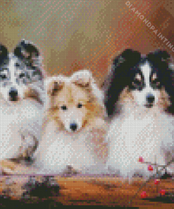 Shetland Sheepdogs Diamond Paintings